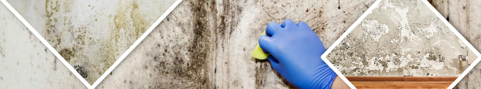 Mildew Control & Removal Services in Livonia, & Farmington Hills, MI