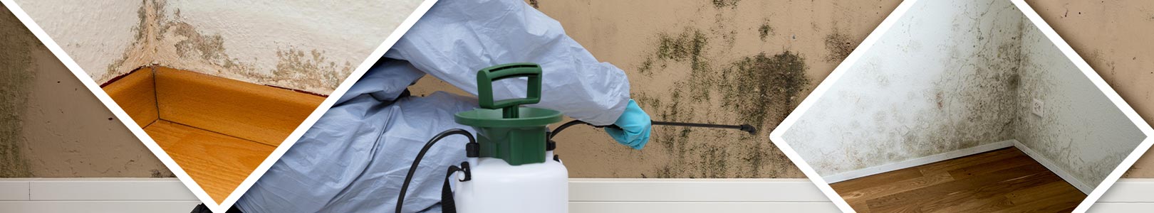 mold decontamination