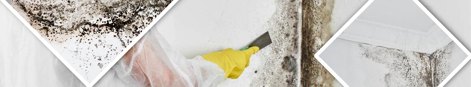 mold removal vs remediation