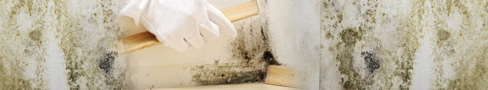 Mold Testing in Detroit, Oakland, & Auburn Hills, MI