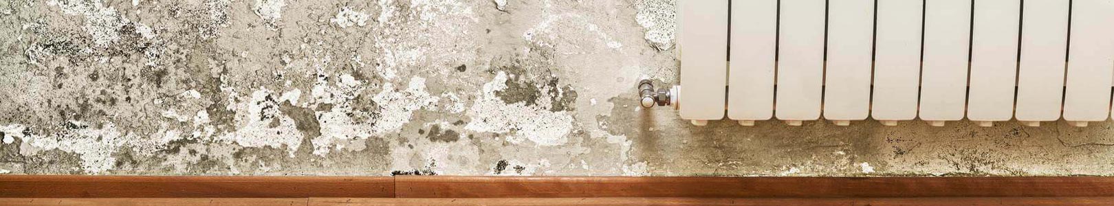 Mold Damage Restoration Service in Detroit