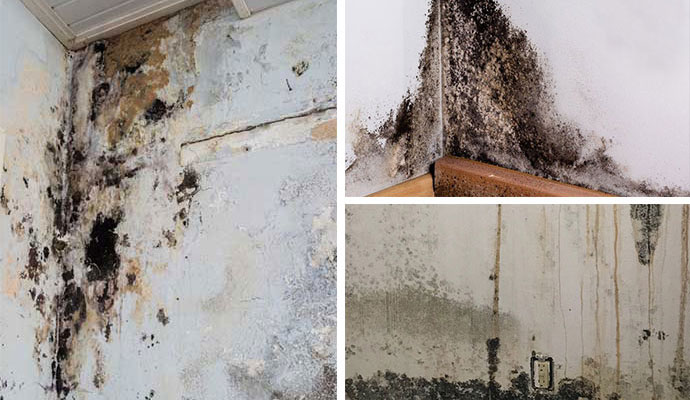 How to Identify Black Mold in Your House?
