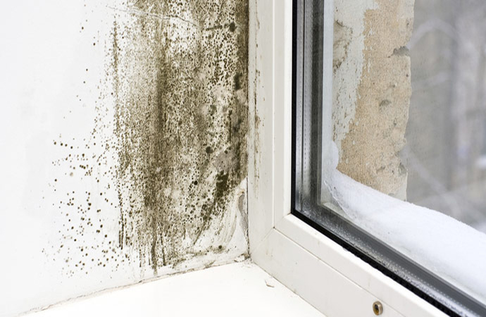 Mold Testing in Detroit, Oakland, & Auburn Hills, MI
      