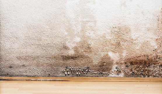mold damage on a wall