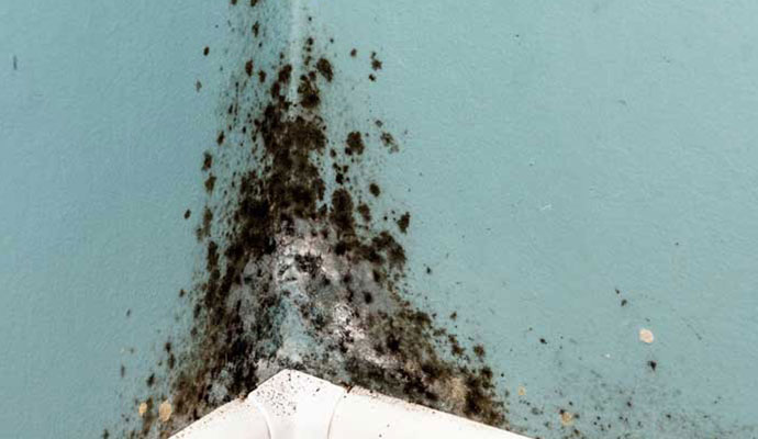 Allergenic, Pathogenic, and Toxic Mold