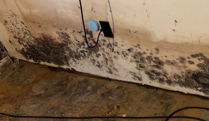 Black Mold Remediation in Detroit & Auburn Hills, MI