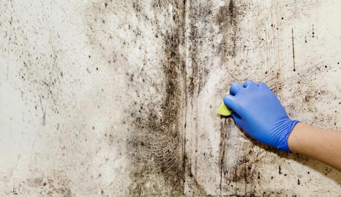 mold removal black mold remediation