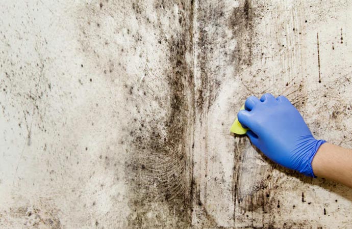 mold removal service