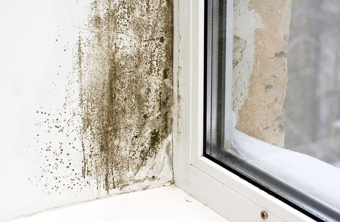 Mold Removal