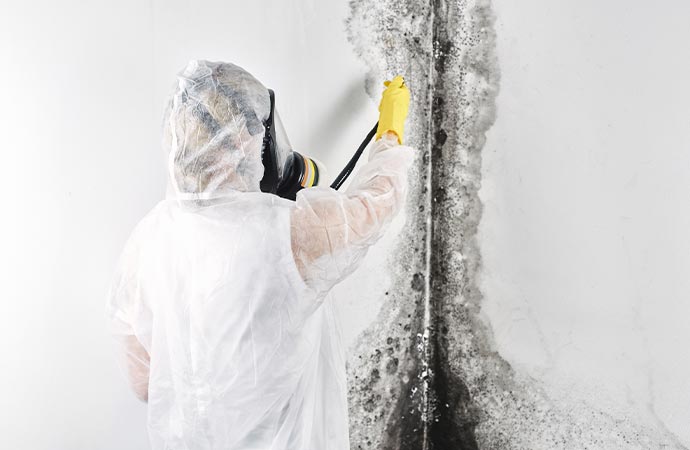 professional mold removal from wall in house