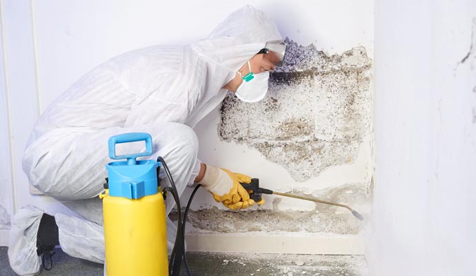 Professional Mold Removal by Maher