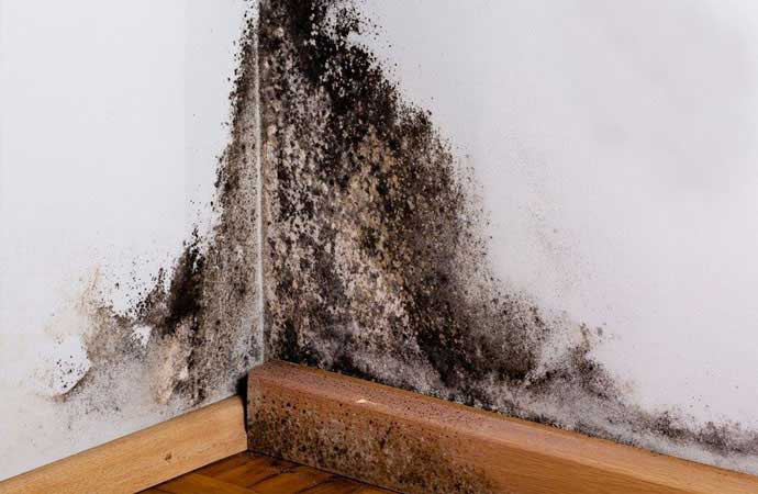 Mold Removal