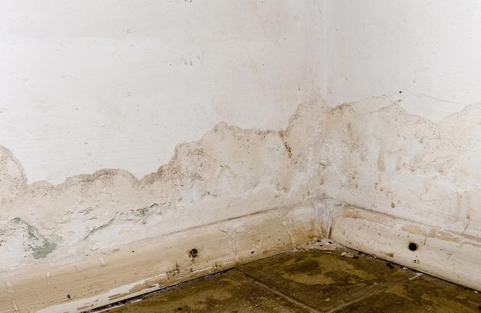 Mold on the white wall