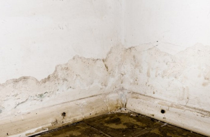 Basement Mold Removal Service