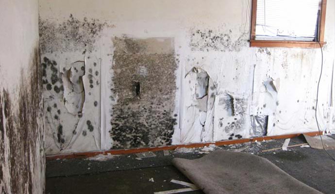 Restoration Services for Mold Damage from Leak