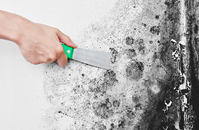Effective Mold Removal