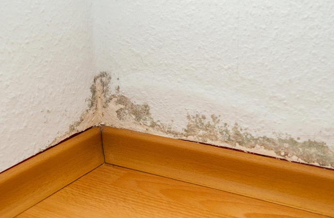 white wall mold growth
