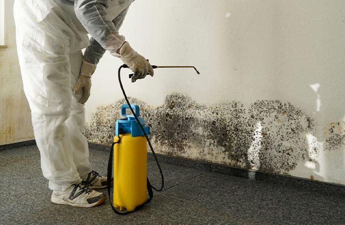 Professional worker decontaminating mold from wall